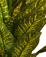 Artificial Variegated Dumb Cane Plant 168cm (5.5ft)