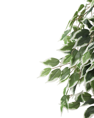 Artificial Variegated Ficus Tree 120cm (4ft)