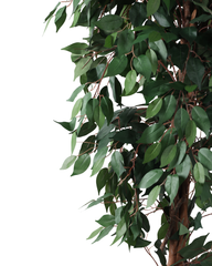 Artificial Weeping Fig Tree Ficus 210cm (7ft)