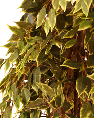 Artificial Variegated Ficus Weeping Tree 180cm (6ft)