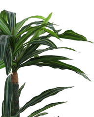 Artificial Dracaena Fragrans Tree 150cm (5ft)