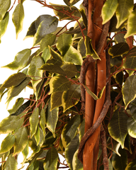 Artificial Variegated Ficus Weeping Tree 210cm (7ft)