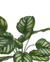 Artificial Striped Orbifolia Plant 45cm (1.5ft)