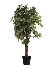 Artificial Variegated Ficus Weeping Tree 150cm (5ft)