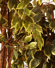 Artificial Variegated Ficus Weeping Tree 180cm (6ft)