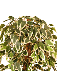 Artificial Variegated Ficus Tree 120cm (4ft)