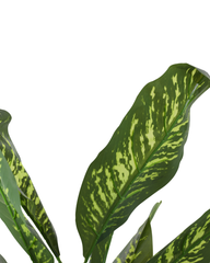 Artificial Variegated Dumb Cane Plant 168cm (5.5ft)