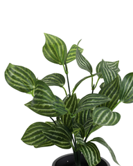 Artificial Striped Foliage Plant Set of 2 25cm (1ft)