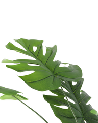 Artificial Monstera Deliciosa Tree 180cm (6ft)