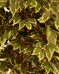 Artificial Variegated Ficus Weeping Tree 210cm (7ft)