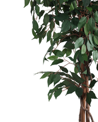 Artificial Weeping Fig Tree Ficus 210cm (7ft)