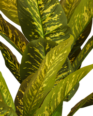 Artificial Variegated Dumb Cane Plant 90cm (3ft)