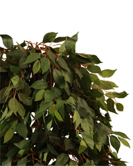 Artificial Weeping Fig Tree Ficus 210cm (7ft)
