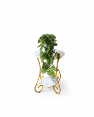 Preserved Monstera Deliciosa Leaf Decor