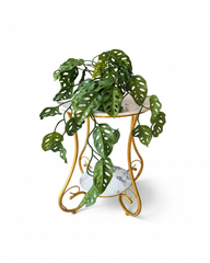 Preserved Monstera Leaf Botanical Decor