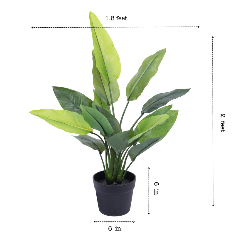Alamkari India Fabric & Plastic Artificial Banana Potted Plant (70 cm)