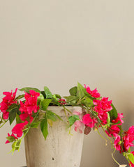 Alamkari India Fabric & Plastic Artificial Bougainvillea Flower Potted Plant (50 cm)