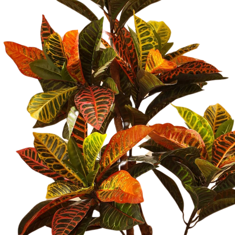 Alamkari India Fabric & Plastic Artificial Croton Plant in Black Pot (120 cm)