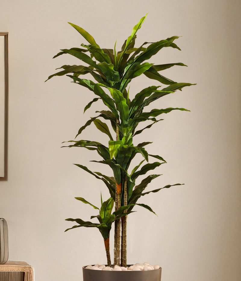 Alamkari India Fabric & Plastic Artificial Dracaena Plant in Black Pot (170 cm)