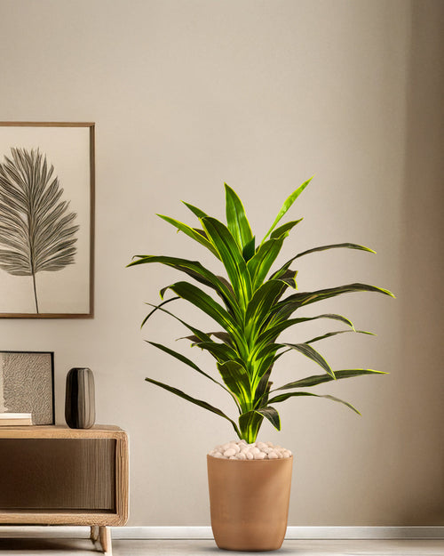 Alamkari India Fabric & Plastic Artificial Dragon Plant in Black Pot (120 cm)