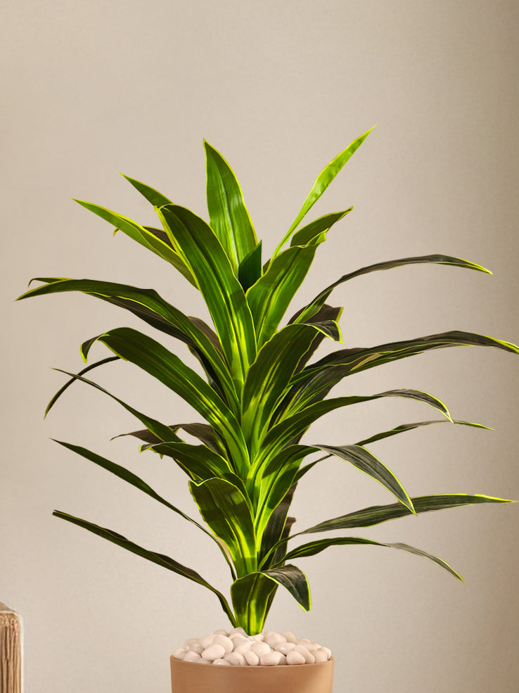 Alamkari India Fabric & Plastic Artificial Dragon Plant in Black Pot (120 cm)