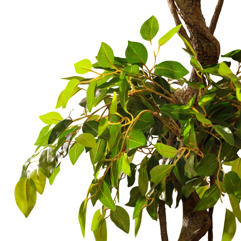 Alamkari India Fabric & Plastic Artificial Ficus Bonsai in Black Pot (150 cm)