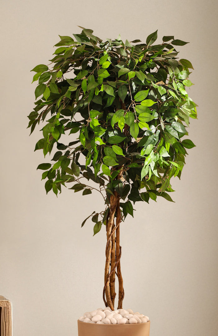 Alamkari India Fabric & Plastic Artificial Ficus Plant in Black Pot (180 cm)