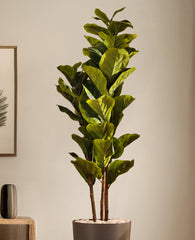 Alamkari India Fabric & Plastic Artificial Fiddle Leaf Fig Plant in Black Pot (140 cm)