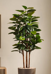 Alamkari India Fabric & Plastic Artificial Rubber Tree in Black Pot (150 cm)