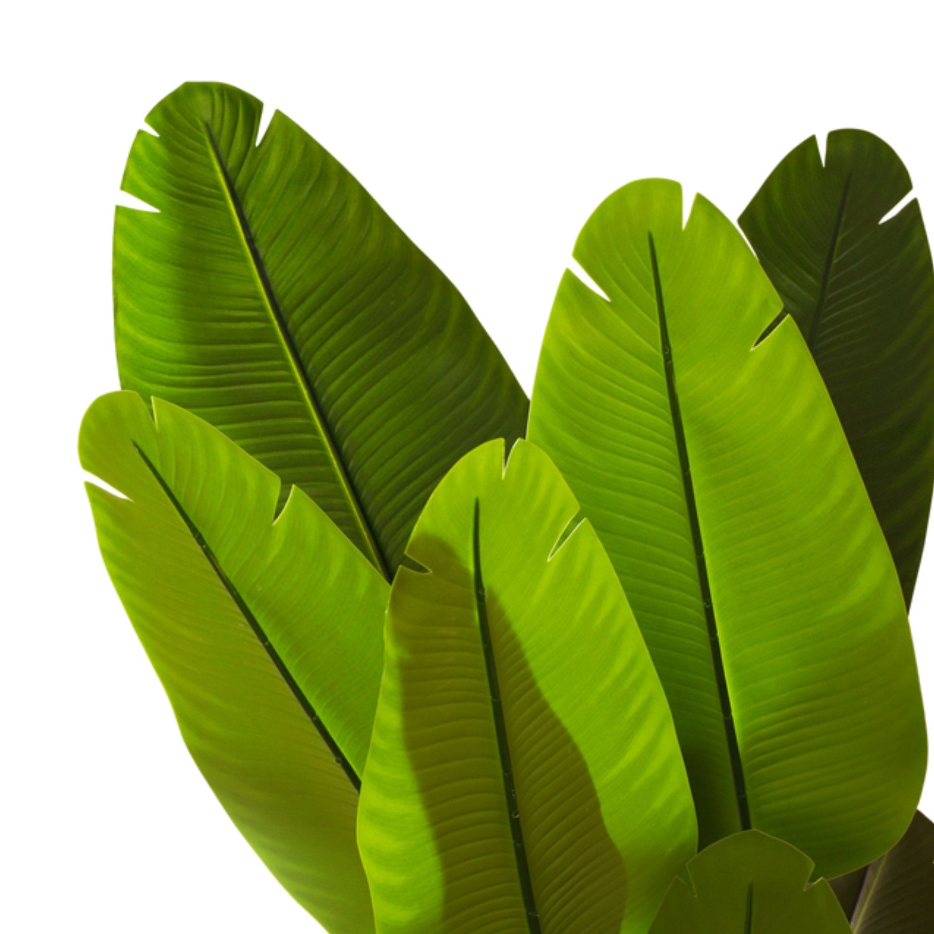 Alamkari India Fabric & Plastic Artifiical Banana Tree in Black Pot (120 cm)