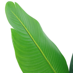 Alamkari India Fabric & Plastic Artifiical Banana Tree in Black Pot (120 cm)